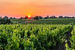 Grape Vines In Brittany Stock Photo