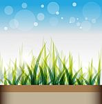 Grass Background Stock Photo