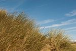 Grass On Sand Dunes Against The Sky Stock Photo