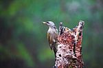 Gray-headed Woodpecker In A Rainy Spring Forest Stock Photo