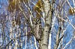 Great Gray Owl Stock Photo