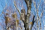 Great Gray Owl Stock Photo