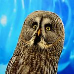 Great Grey Owl Stock Photo