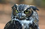 Great Horned Owl Stock Photo