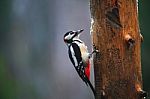 Great Spotted Woodpecker In A Rainy Spring Forest Stock Photo