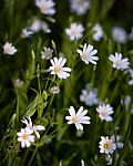 Greater Stitchwort Stock Photo