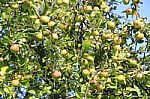 Green Apples On Tree Stock Photo