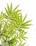 Green Bamboo Leaves On White Background Stock Photo