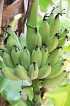 Green Bananas Stock Photo