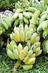 Green Bananas Stock Photo