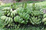 Green Bananas Stock Photo