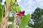 Green Bananas In The Organic Garden Plant Stock Photo