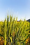 Green Barley Field On A Sunny Day Stock Photo