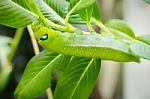 Green Caterpillar On Branch Stock Photo