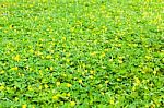 Green Clover And Yellow Blossom Background Stock Photo