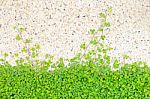 Green Clover Background Stock Photo