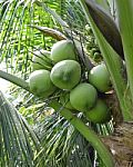 Green Coconut At Tree Stock Photo