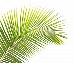 Green Coconut Leaf Isolated On White Background Stock Photo