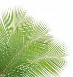 Green Coconut Leaves Isolated On White Background Stock Photo