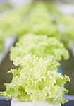 Green Coral Plants On Hydrophonic Farm Stock Photo