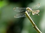 Green Dragonfly Stock Photo