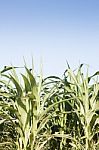 Green Field Of Corn Growing Up Stock Photo