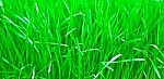 Green Fresh Young Wheat Close Up Stock Photo