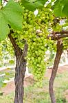 Green Grapes On The Vine Stock Photo