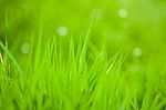 Green Grass Stock Photo