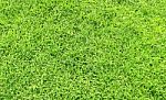 Green Grass Stock Photo