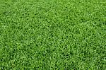 Green Grass Stock Photo