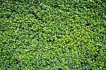 Green Grass Background Vignette Or The Naturally Walls, Texture Ideal For Use In The Design Fairly Stock Photo
