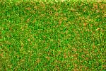 Green Grass Texture Background Stock Photo