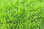 Green Grass Texture Close Up Stock Photo