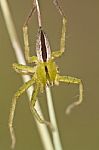 Green Huntsman Spider (micrommata Virescens) Stock Photo