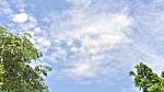 Green Leaf And Blue Sky Stock Photo