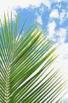 Green Leaf And Blue Sky Stock Photo