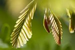 Green Leaf Growing Stock Photo