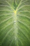 Green Leaf With Water Drops For Background Stock Photo