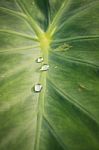 Green Leaf With Water Drops For Background Stock Photo