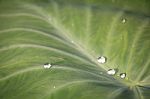 Green Leaf With Water Drops For Background Stock Photo