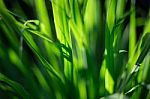 Green Leaves Stock Photo