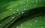 Green Leaves And Water Drops Stock Photo