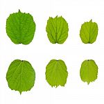 Green Leaves And White Background Stock Photo