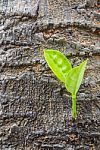 Green Leaves Background Stock Photo