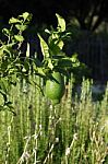 Green Lemon Stock Photo