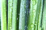 Green Onions With Water Drops Stock Photo