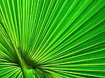 Green Palm Leaf Background Stock Photo