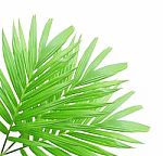 Green Palm Leaf Isolated On White Background Stock Photo