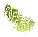 Green Palm Leaves Isolated On White Background Stock Photo